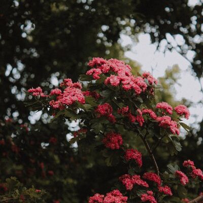 mat-reding-py6ak7bkhy4-unsplash0