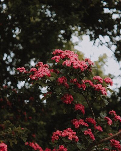 mat-reding-py6ak7bkhy4-unsplash0